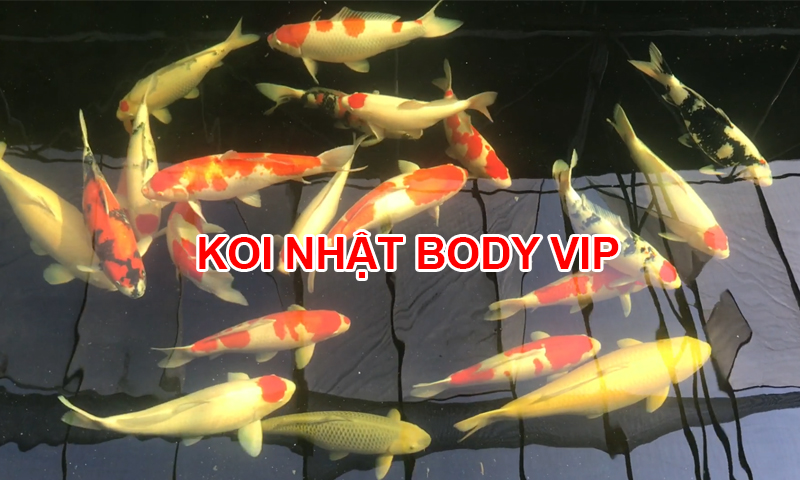 Bắn Cá Koi Vip: Trải Nghiệm Thú Chơi Đẳng Cấp Mới image-1732865687531